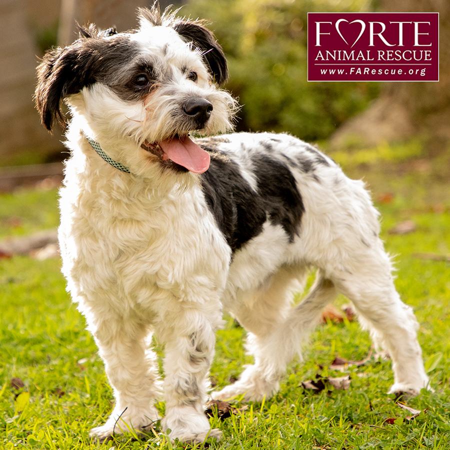 Carl, an adoptable mixed breed in Marina Del Rey, CA image 3/6