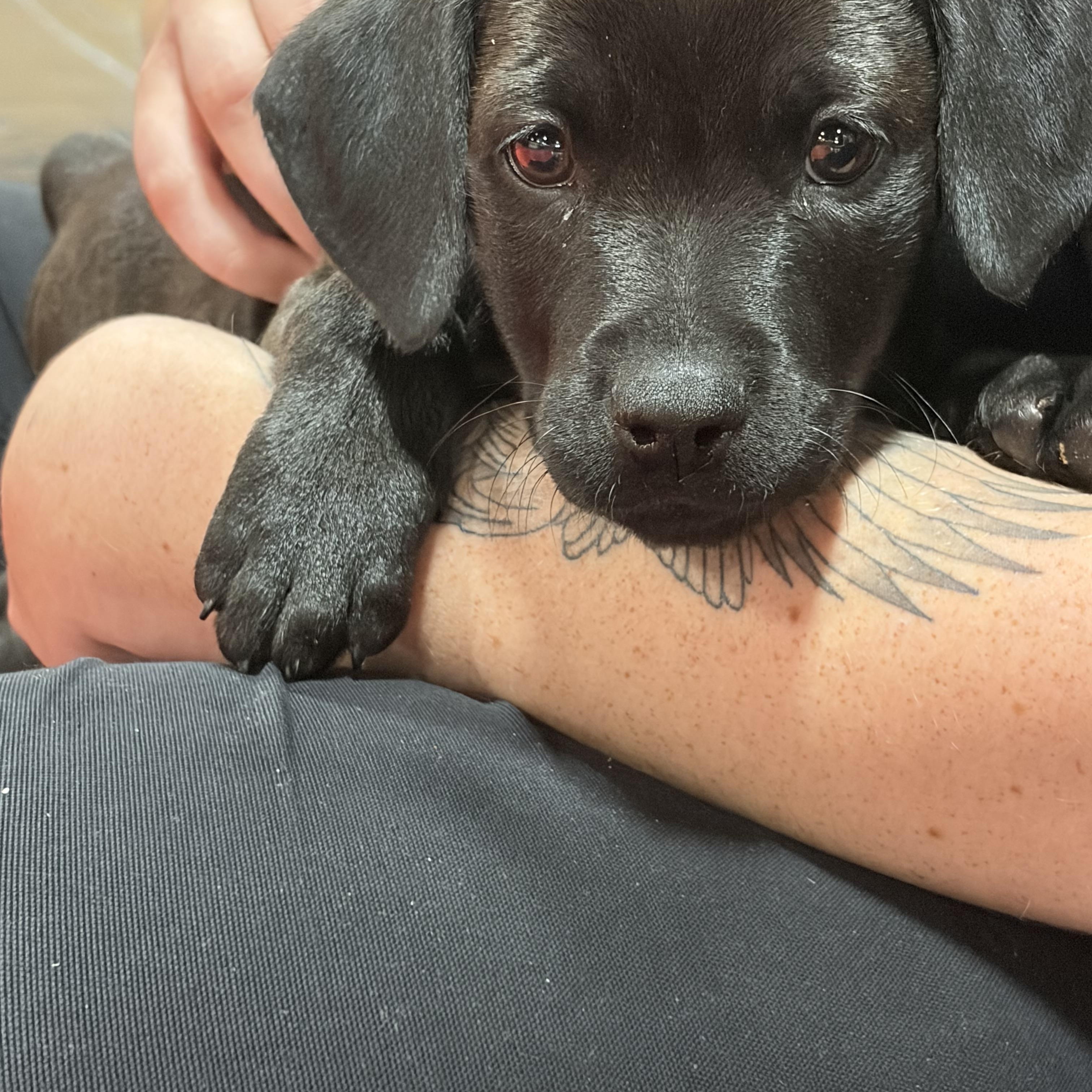 Enlarge Kiwi, a ADOPTABLE mixed breed in Davisburg, MI image 1/2