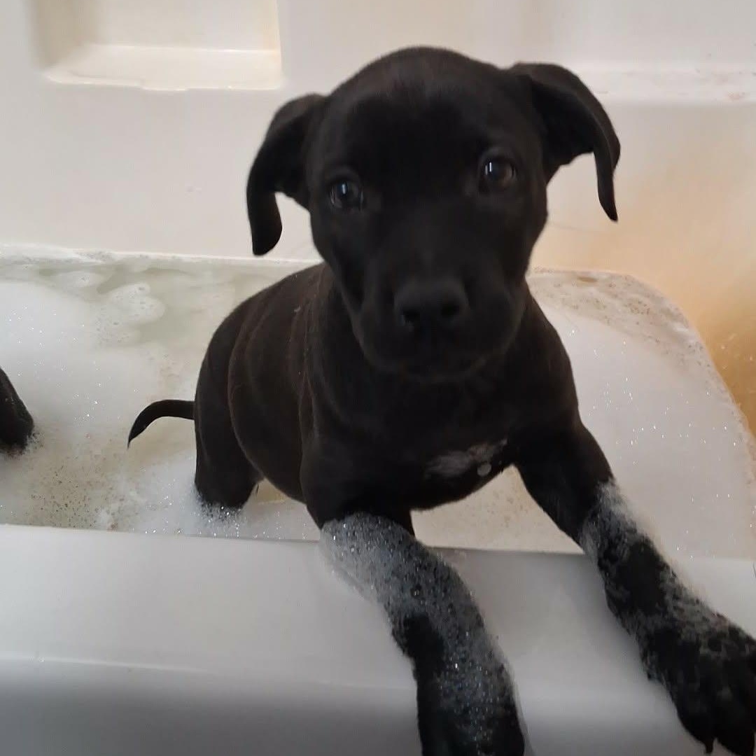 Enlarge Kiwi, a ADOPTABLE mixed breed in Davisburg, MI image 2/2