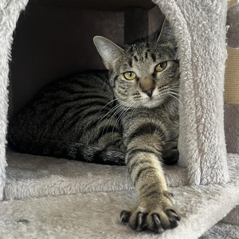 Princess, Adoptable, Young Female Domestic Short Hair.