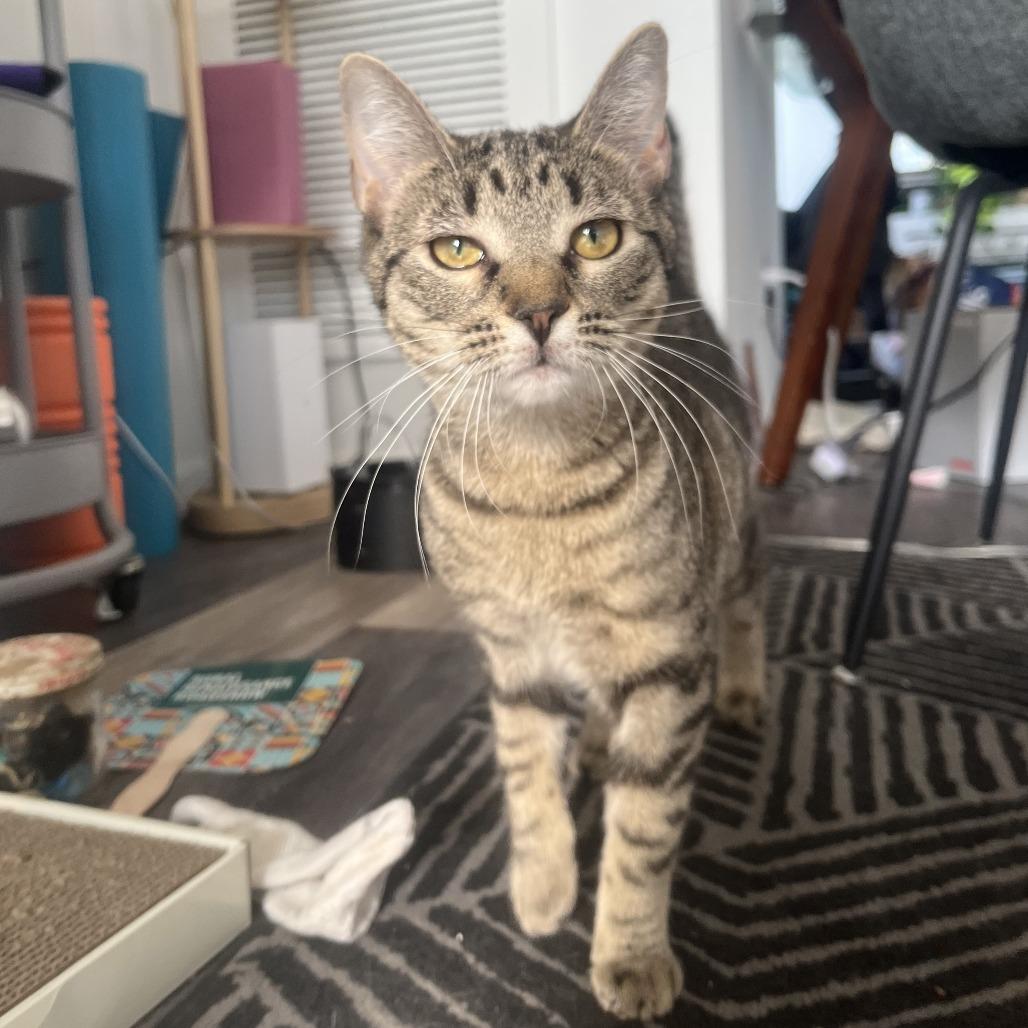 Enlarge Princess, a Adoptable Domestic Short Hair in Washington, DC image 2/6