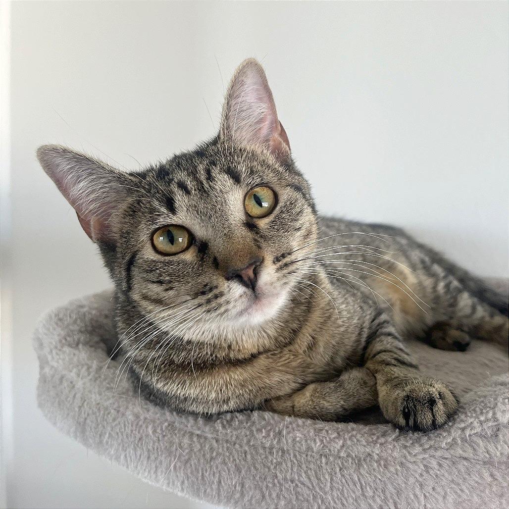 Enlarge Princess, a Adoptable Domestic Short Hair in Washington, DC image 3/6
