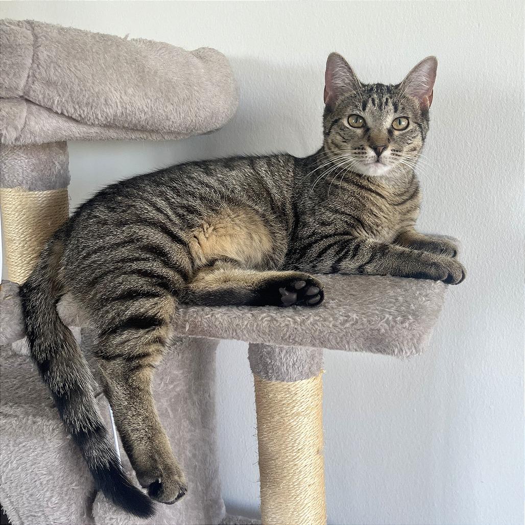 Enlarge Princess, a Adoptable Domestic Short Hair in Washington, DC image 4/6