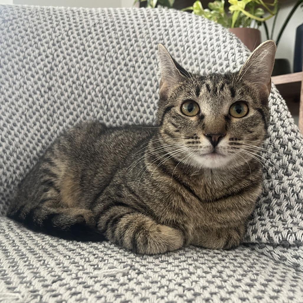 Enlarge Princess, a Adoptable Domestic Short Hair in Washington, DC image 5/6