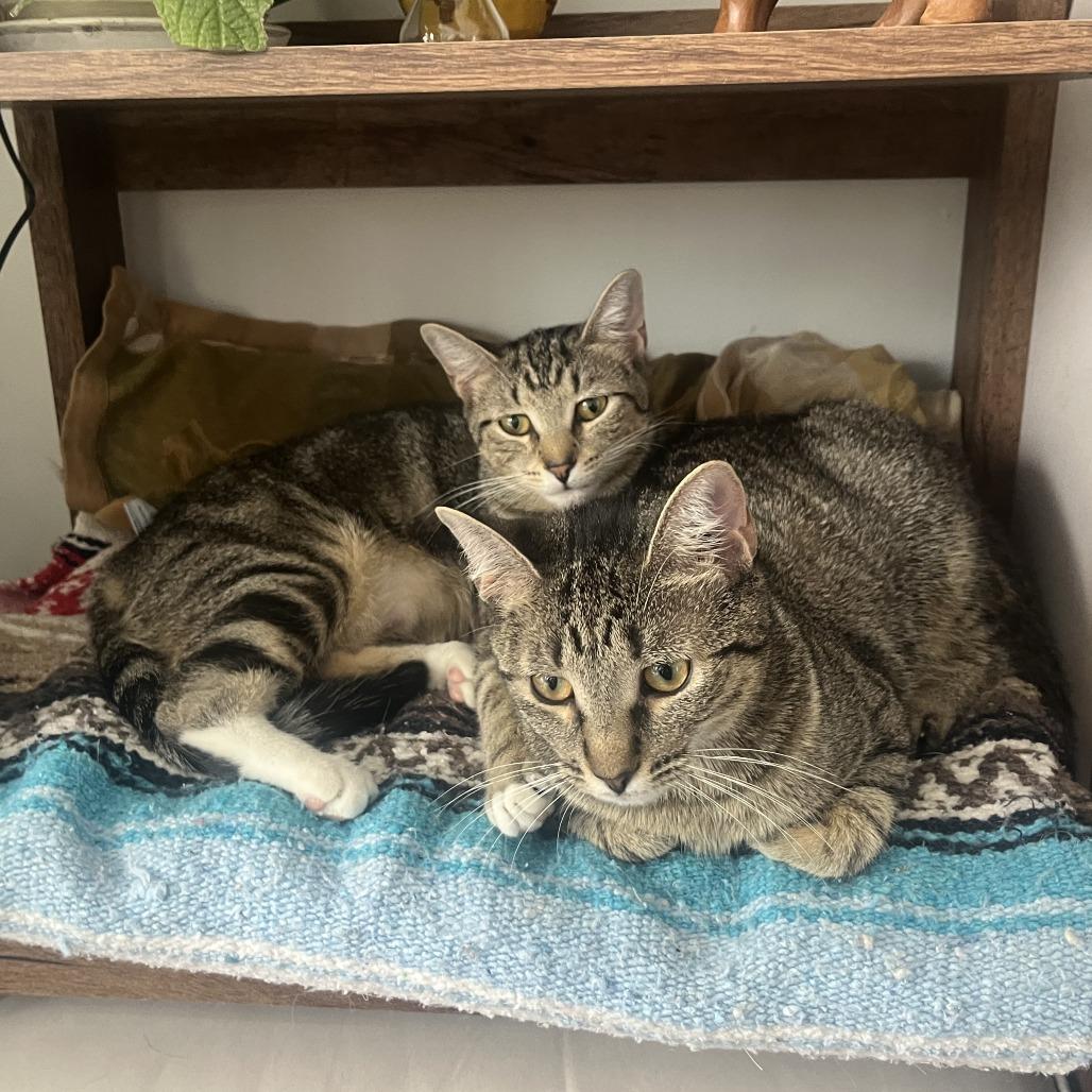 Enlarge Princess, a Adoptable Domestic Short Hair in Washington, DC image 6/6