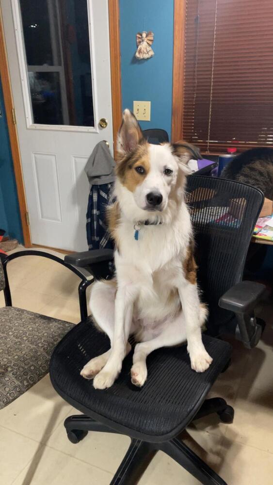 Fats / Red, Adoptable, Young Male Husky.