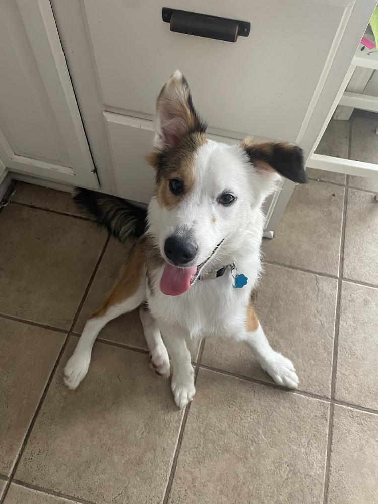 Fats / Red, Adoptable, Young Male Husky.