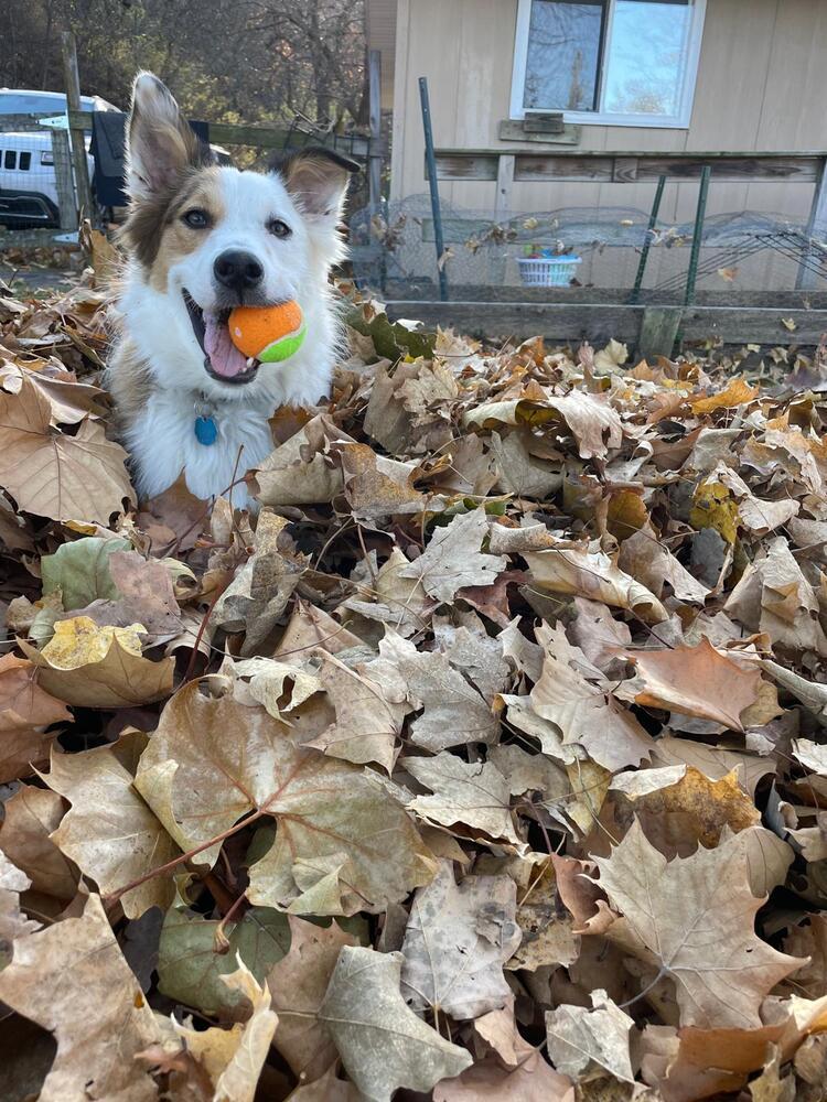 Enlarge Fats / Red, a Adoptable mixed breed in Waunakee, WI image 3/6