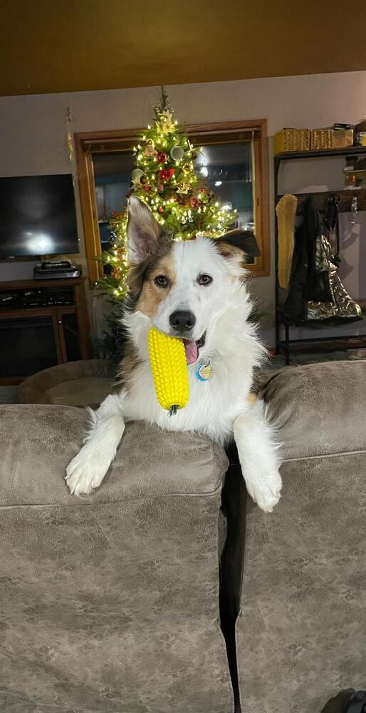 Enlarge Fats / Red, a Adoptable mixed breed in Waunakee, WI image 4/6