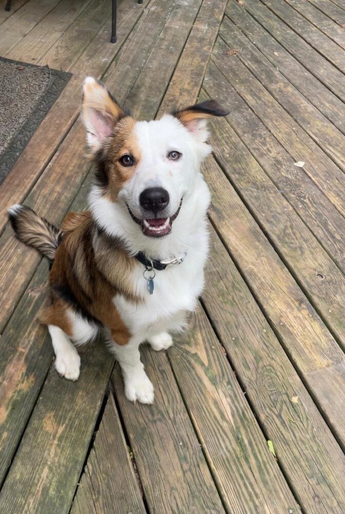 Enlarge Fats / Red, a Adoptable mixed breed in Waunakee, WI image 5/6