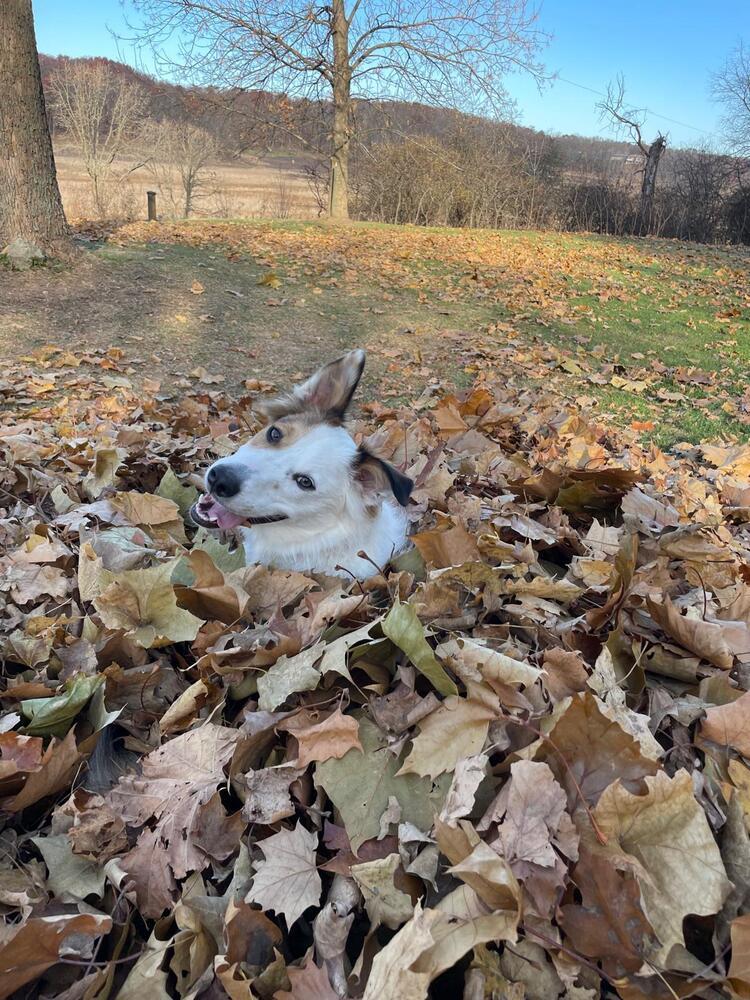 Enlarge Fats / Red, a Adoptable mixed breed in Waunakee, WI image 6/6