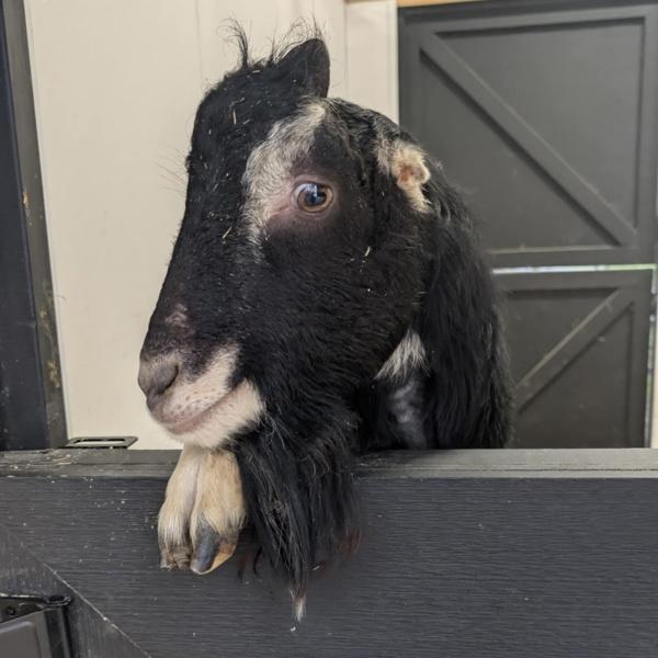 Cooper, Adoptable, Young Male Goat.