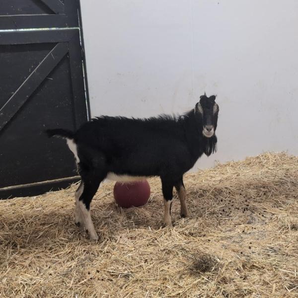 Cooper, a Adoptable mixed breed in Silverdale, WA image 2/3