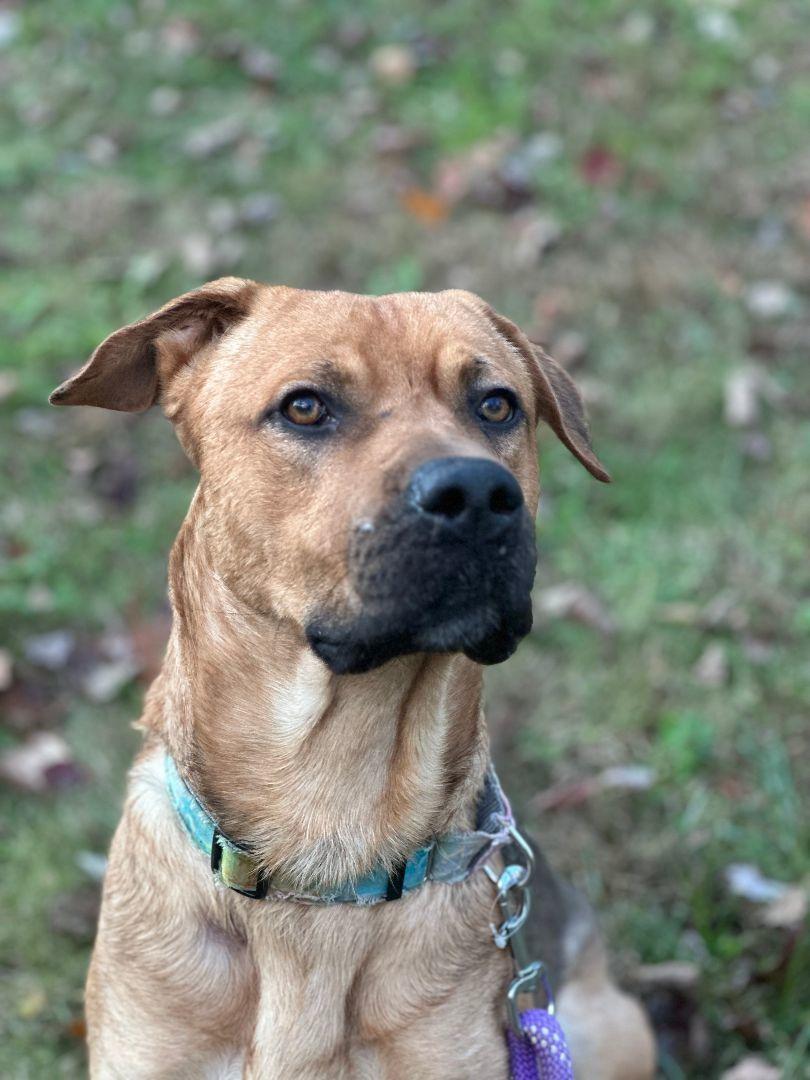 Floki, Adoptable, Adult Male German Shepherd Dog & Great Dane.