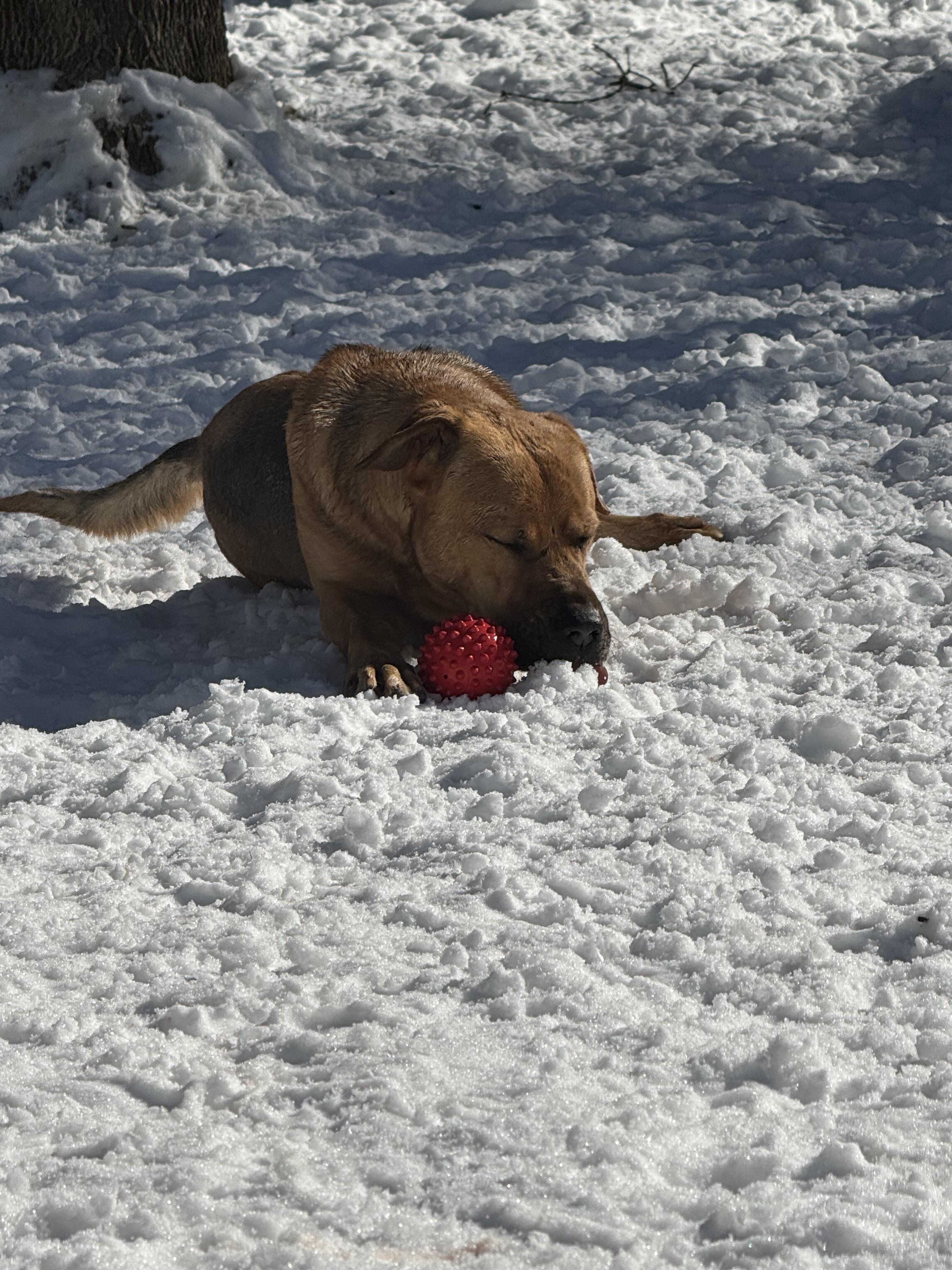 Enlarge Floki, a Adoptable mixed breed in Bridgton, ME image 4/5