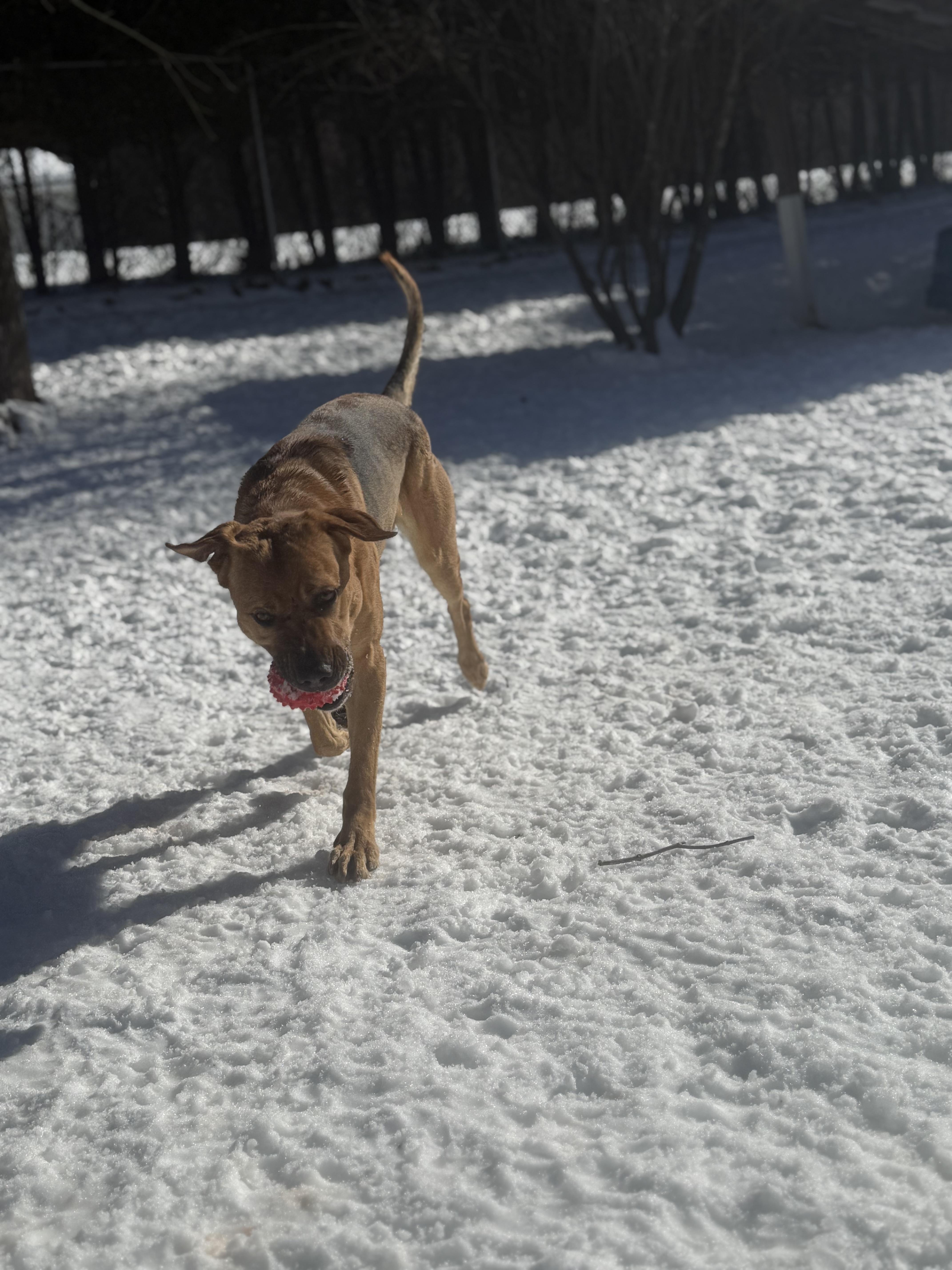 Enlarge Floki, a Adoptable mixed breed in Bridgton, ME image 3/5