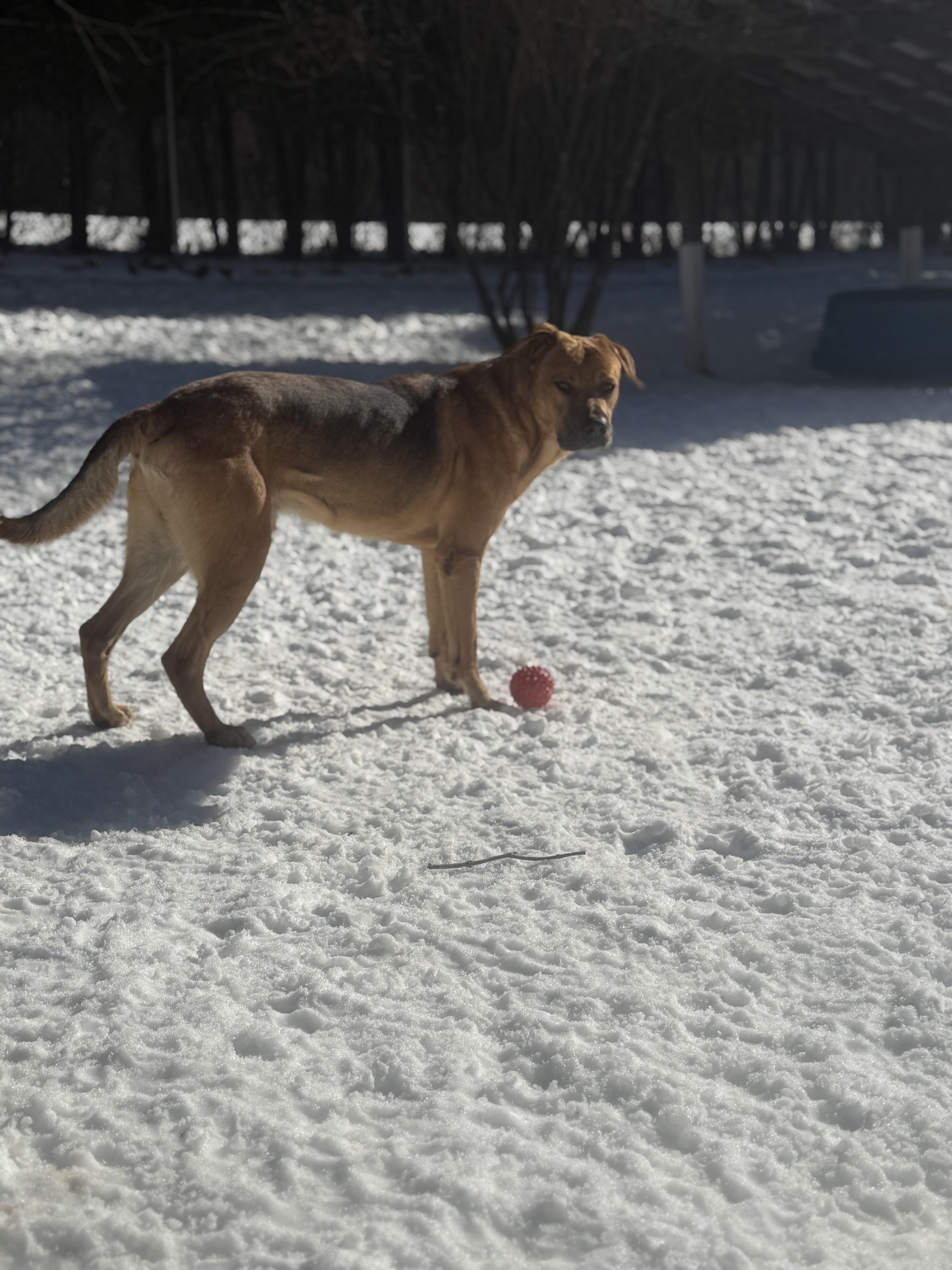 Enlarge Floki, a Adoptable mixed breed in Bridgton, ME image 2/5