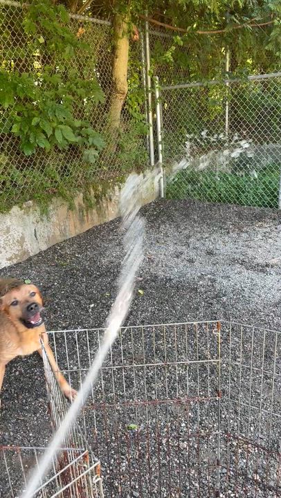 Enlarge Floki, a Adoptable mixed breed in Bridgton, ME video 2/2