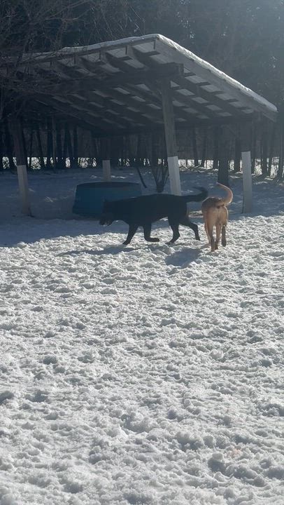 Enlarge Floki, a Adoptable mixed breed in Bridgton, ME video 5/5