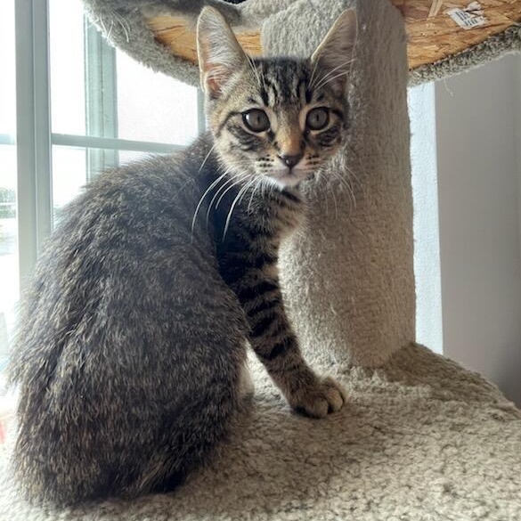 Cairo, a Adoptable mixed breed in Eureka, CA image 1/4