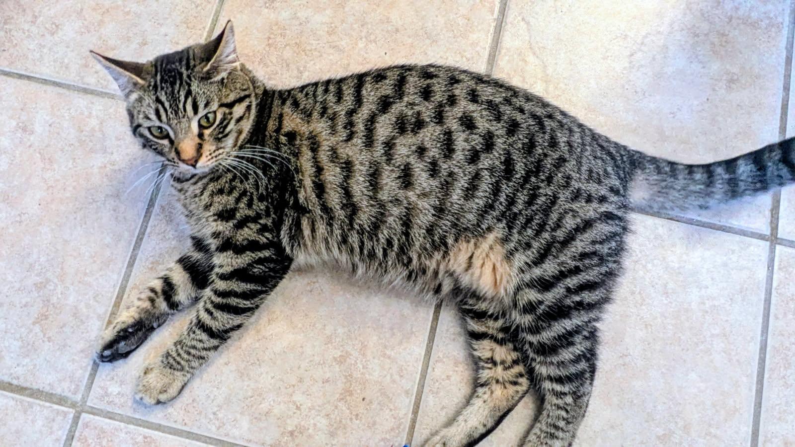 Cairo, an adopted mixed breed in Eureka, CA image 2/4