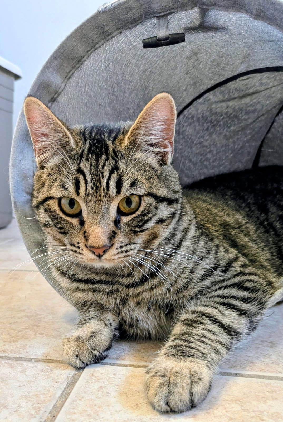 Cairo, an adopted mixed breed in Eureka, CA image 1/4