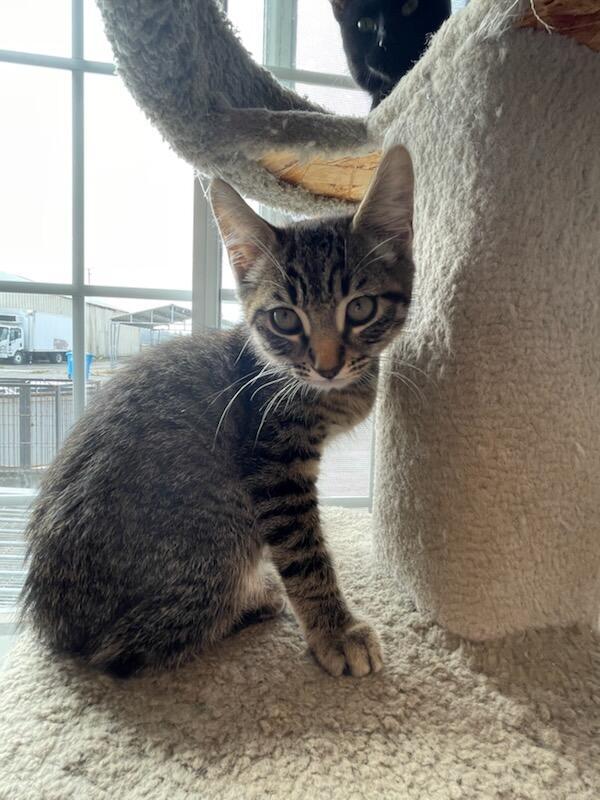 Cairo, a Adoptable mixed breed in Eureka, CA image 3/4