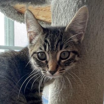 Cairo, a Adoptable mixed breed in Eureka, CA image 4/4