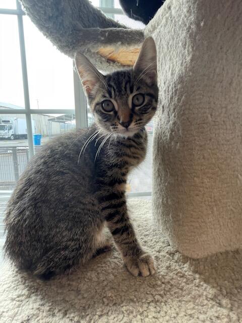 Cairo, a Adoptable mixed breed in Eureka, CA image 2/4