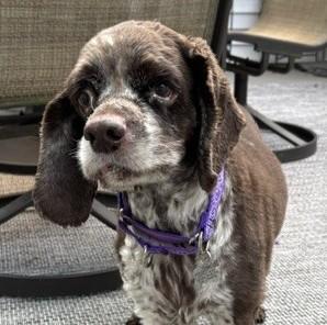 Finn, a Adoptable mixed breed in Albany, NY image 2/6