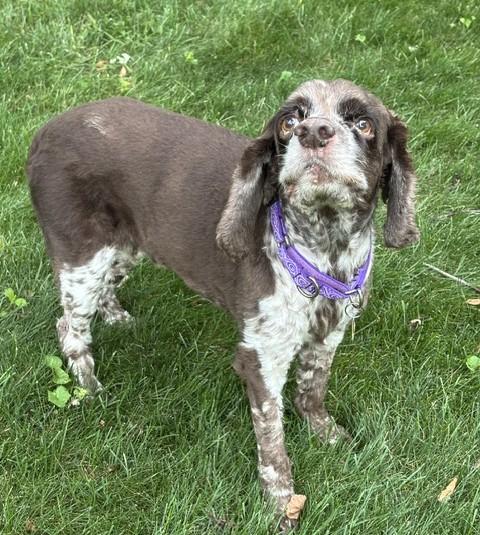 Finn, Adoptable, Senior Male Cocker Spaniel.