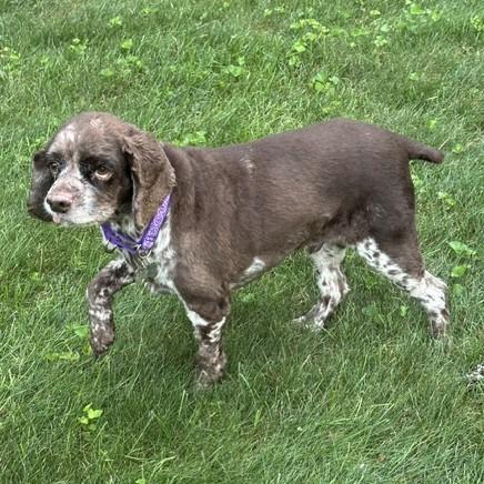 Finn, a Adoptable mixed breed in Albany, NY image 4/6