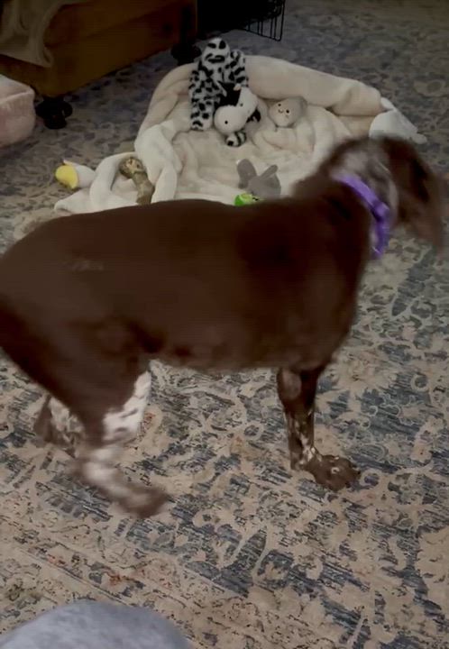 Enlarge Finn, a Adoptable mixed breed in Albany, NY video 5/6