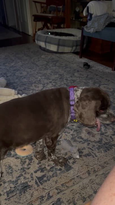 Enlarge Finn, a Adoptable mixed breed in Albany, NY video 6/6