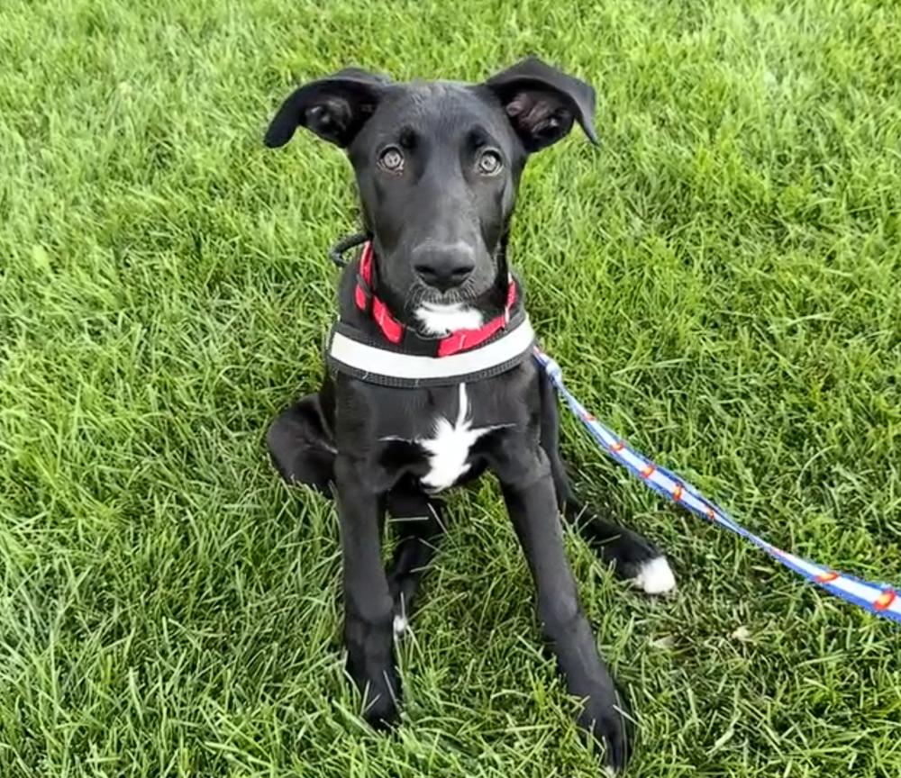 Atlas, Adoptable, Puppy Male Shepherd.