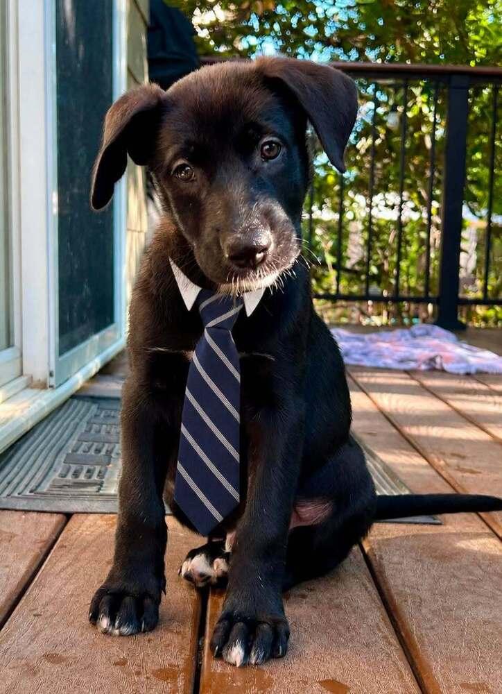 Moon: Atlas, Adoptable, Puppy Male Shepherd.