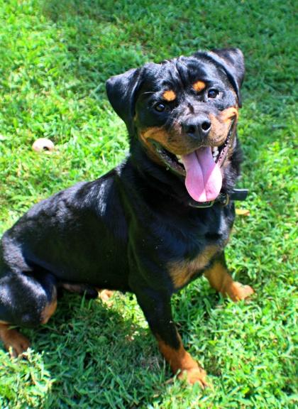 Thunder, Adoptable, Adult Male Rottweiler & Mixed Breed.