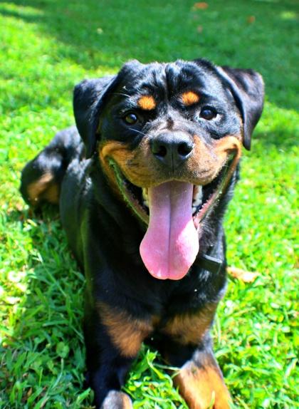 Enlarge Thunder, a Adoptable mixed breed in Morton Grove, IL image 2/3