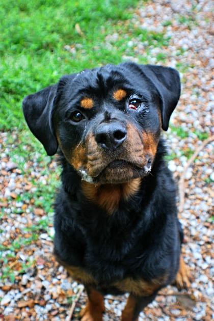 Thunder, Adoptable, Adult Male Rottweiler & Mixed Breed.