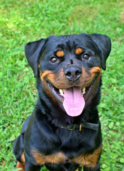 Enlarge Thunder, a Adoptable mixed breed in Morton Grove, IL image 3/3