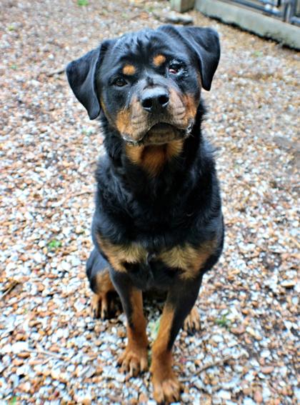 Thunder, a Adoptable mixed breed in Morton Grove, IL image 2/2