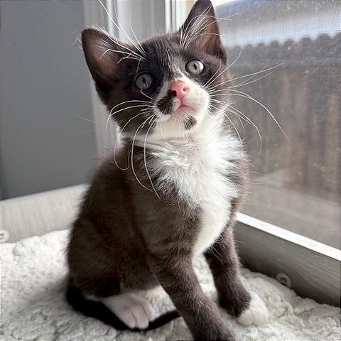 Enlarge Rocky, a Adoptable Domestic Short Hair in Pleasant Hill, CA image 1/5