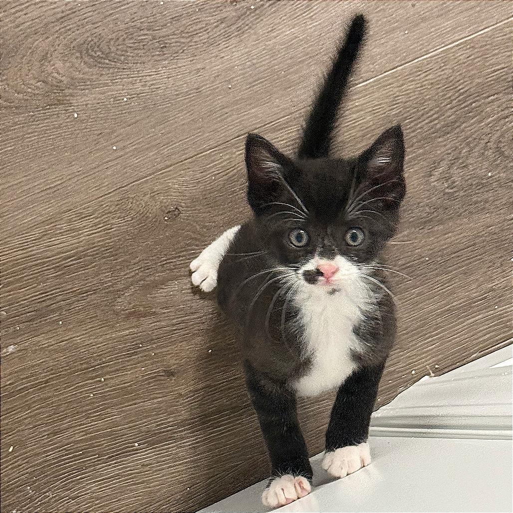 Enlarge Rocky, a Adoptable Domestic Short Hair in Pleasant Hill, CA image 2/5