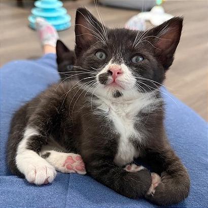 Enlarge Rocky, a Adoptable Domestic Short Hair in Pleasant Hill, CA image 4/5