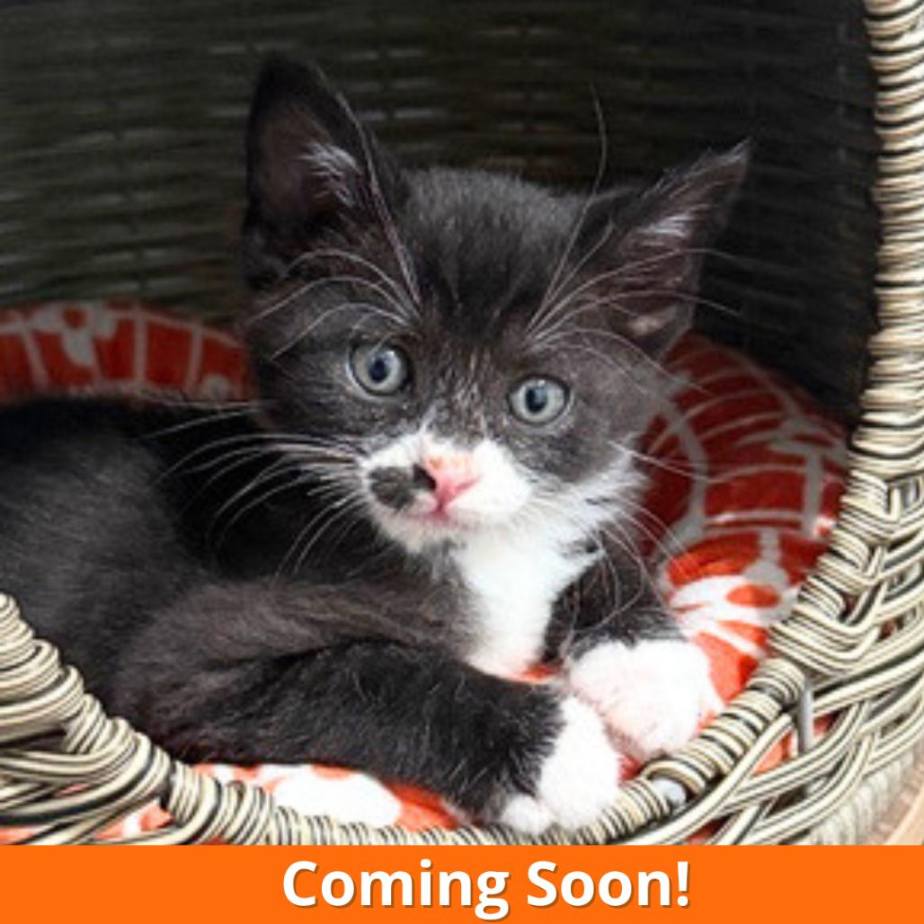 Enlarge Rocky, a Adoptable Domestic Short Hair in Pleasant Hill, CA image 5/5