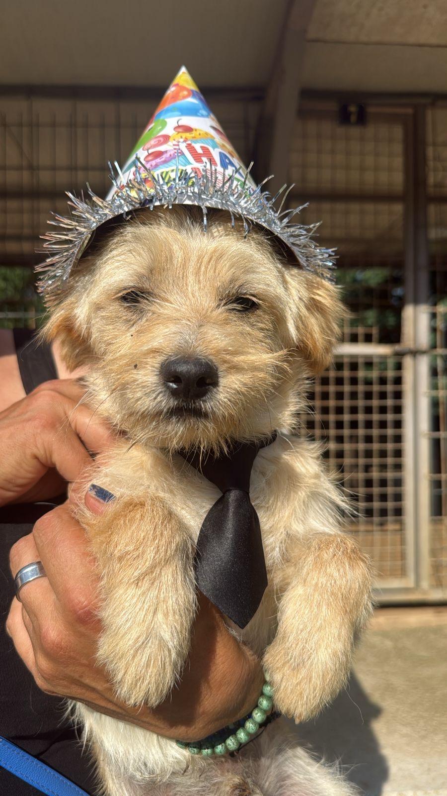 White, an adopted Norwich Terrier in Shrewsbury, MA image 1/3