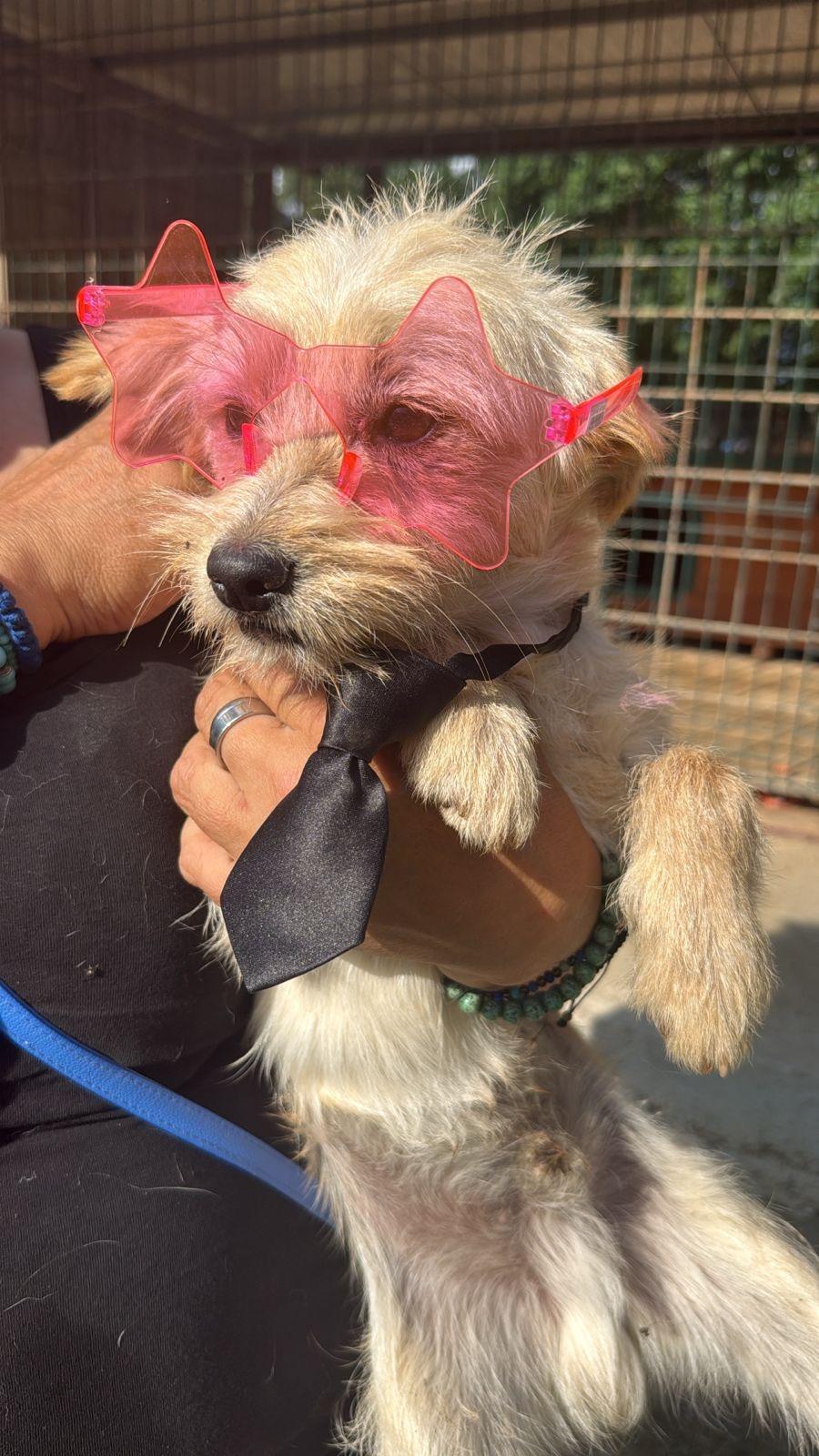 White, an adopted Norwich Terrier in Shrewsbury, MA image 2/3