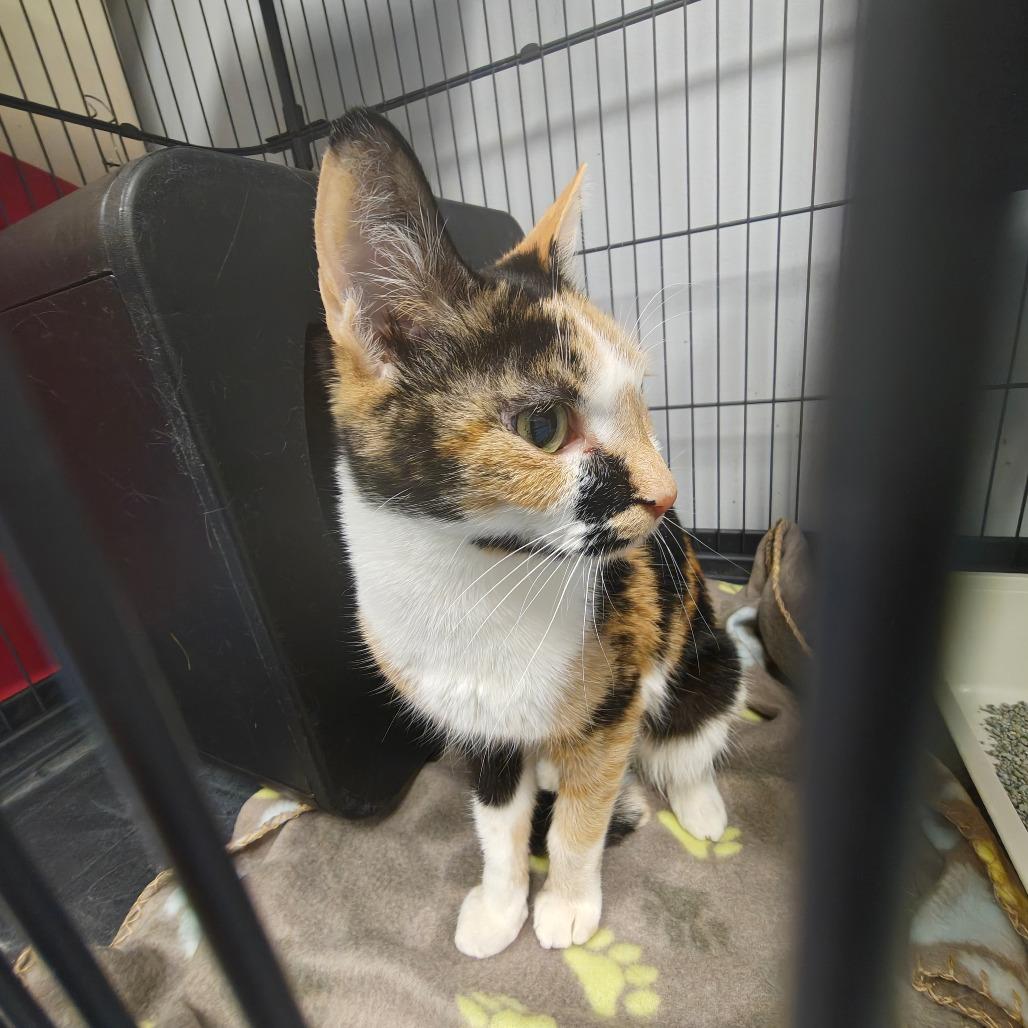 Lucky Charms — thumbnail 2