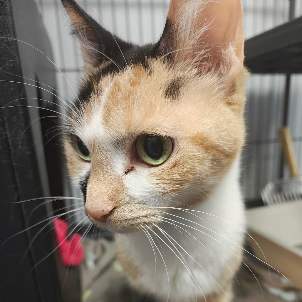 Lucky Charms — thumbnail 3