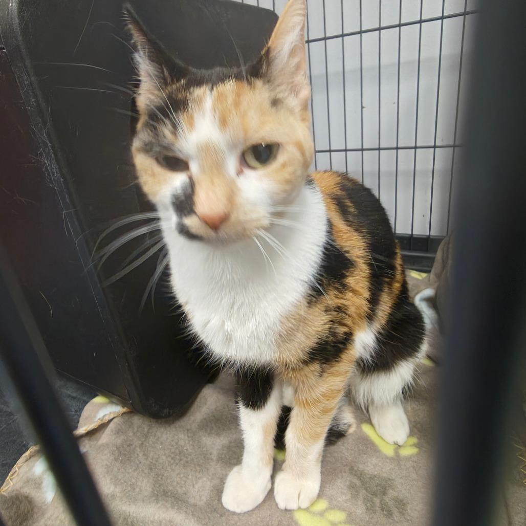 Lucky Charms — thumbnail 4